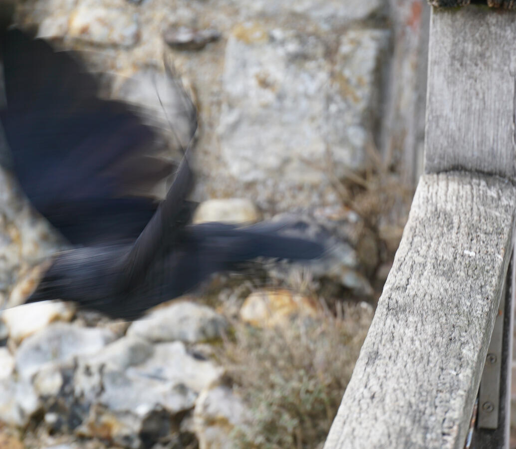 Crow