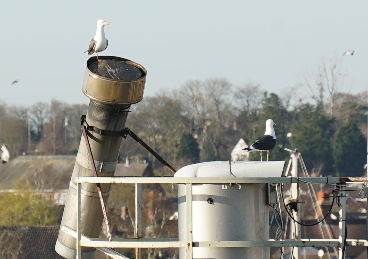 Gulls